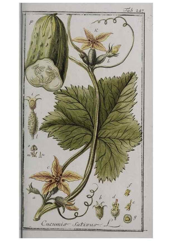 Reproducción/Reproduction 40214557633: Icones plantarum medicinalium.. Nürnberg :auf Kosten der Raspischen Buchhandlung,1779-1790. 