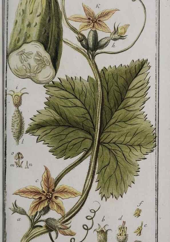 Reproducción/Reproduction 40214557633: Icones plantarum medicinalium.. Nürnberg :auf Kosten der Raspischen Buchhandlung,1779-1790. 