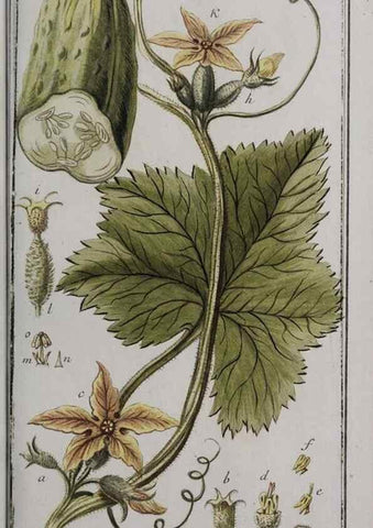 Reproducción/Reproduction 40214557633: Icones plantarum medicinalium.. Nürnberg :auf Kosten der Raspischen Buchhandlung,1779-1790. 