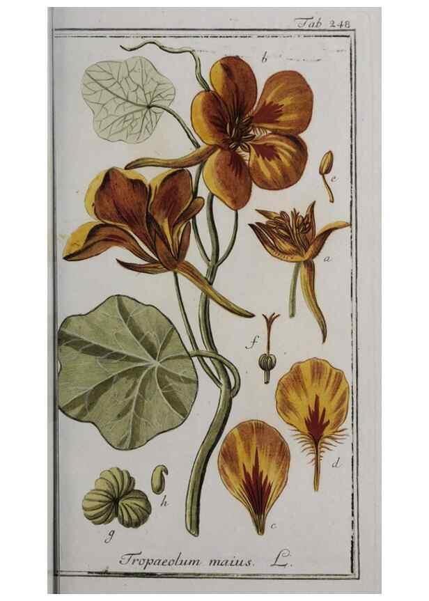 Reproducción/Reproduction 46265231055: Icones plantarum medicinalium.. Nürnberg :auf Kosten der Raspischen Buchhandlung,1779-1790. 