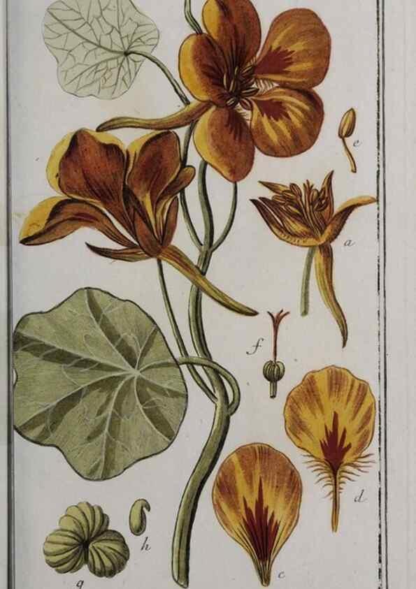 Reproducción/Reproduction 46265231055: Icones plantarum medicinalium.. Nürnberg :auf Kosten der Raspischen Buchhandlung,1779-1790. 