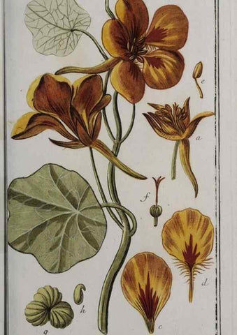 Reproducción/Reproduction 46265231055: Icones plantarum medicinalium.. Nürnberg :auf Kosten der Raspischen Buchhandlung,1779-1790. 