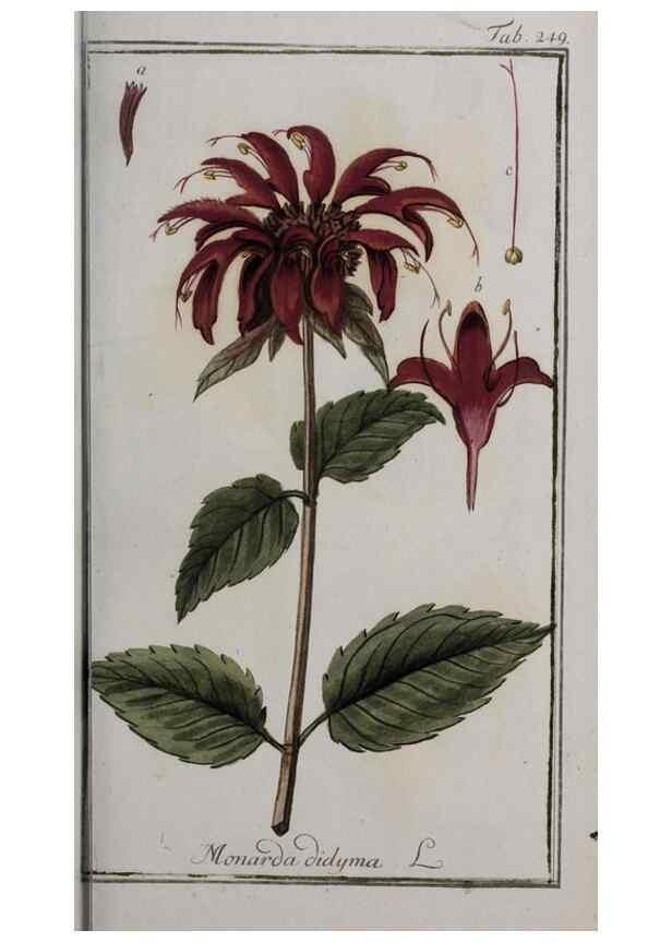 Reproducción/Reproduction 47127596112: Icones plantarum medicinalium.. Nürnberg :auf Kosten der Raspischen Buchhandlung,1779-1790. 
