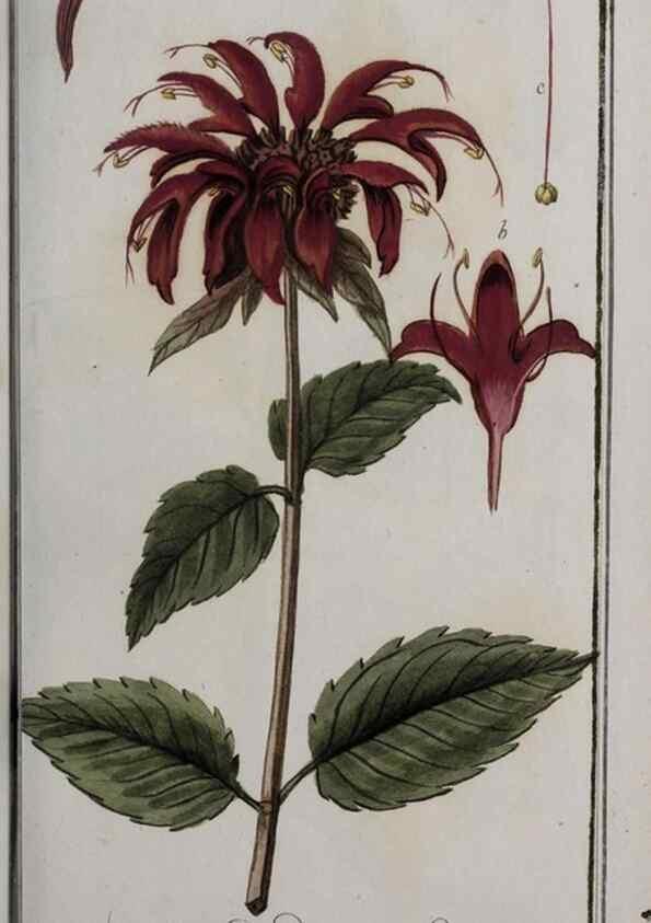 Reproducción/Reproduction 47127596112: Icones plantarum medicinalium.. Nürnberg :auf Kosten der Raspischen Buchhandlung,1779-1790. 