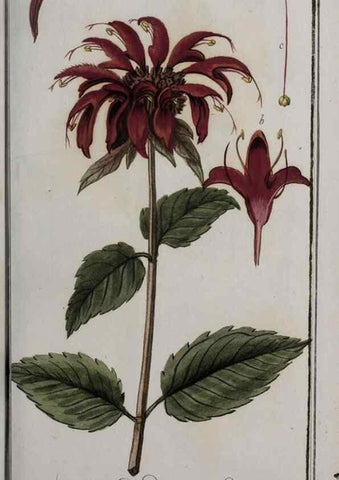 Reproducción/Reproduction 47127596112: Icones plantarum medicinalium.. Nürnberg :auf Kosten der Raspischen Buchhandlung,1779-1790. 