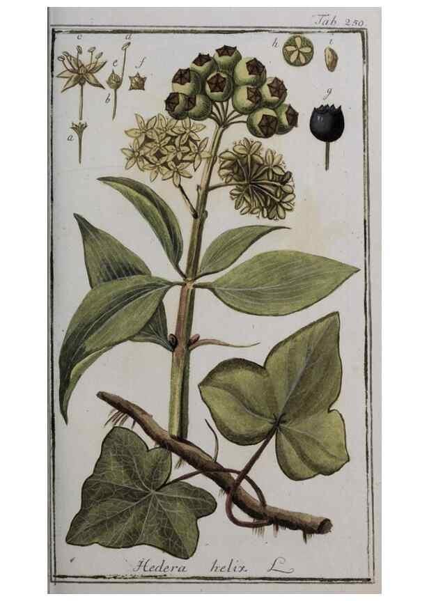 Reproducción/Reproduction 40214559963: Icones plantarum medicinalium.. Nürnberg :auf Kosten der Raspischen Buchhandlung,1779-1790. 