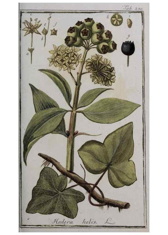 Reproducción/Reproduction 40214559963: Icones plantarum medicinalium.. Nürnberg :auf Kosten der Raspischen Buchhandlung,1779-1790. 