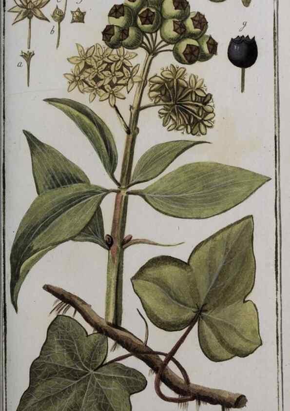 Reproducción/Reproduction 40214559963: Icones plantarum medicinalium.. Nürnberg :auf Kosten der Raspischen Buchhandlung,1779-1790. 