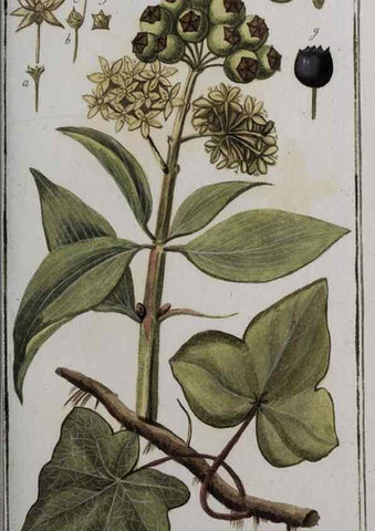 Reproducción/Reproduction 40214559963: Icones plantarum medicinalium.. Nürnberg :auf Kosten der Raspischen Buchhandlung,1779-1790. 