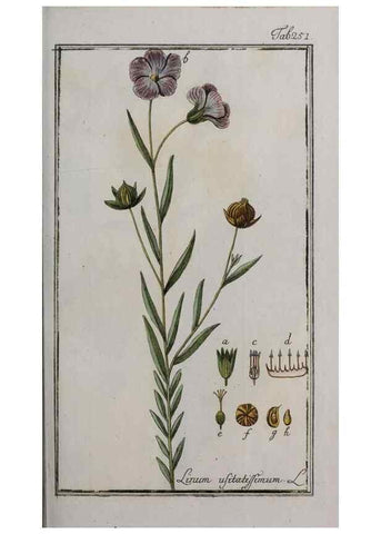 Reproducción/Reproduction 40214560843: Icones plantarum medicinalium.. Nürnberg :auf Kosten der Raspischen Buchhandlung,1779-1790. 