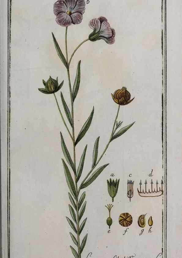 Reproducción/Reproduction 40214560843: Icones plantarum medicinalium.. Nürnberg :auf Kosten der Raspischen Buchhandlung,1779-1790. 