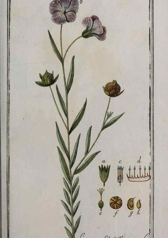 Reproducción/Reproduction 40214560843: Icones plantarum medicinalium.. Nürnberg :auf Kosten der Raspischen Buchhandlung,1779-1790. 