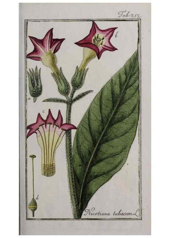 Reproducción/Reproduction 46265234295: Icones plantarum medicinalium.. Nürnberg :auf Kosten der Raspischen Buchhandlung,1779-1790. 