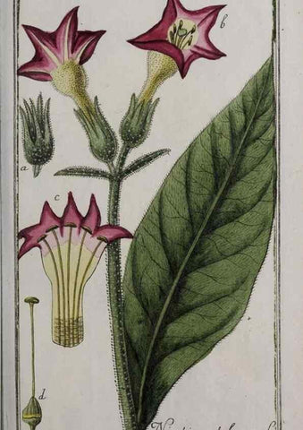 Reproducción/Reproduction 46265234295: Icones plantarum medicinalium.. Nürnberg :auf Kosten der Raspischen Buchhandlung,1779-1790. 