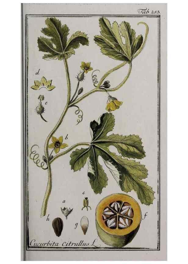 Reproducción/Reproduction 33304148248: Icones plantarum medicinalium.. Nürnberg :auf Kosten der Raspischen Buchhandlung,1779-1790. 