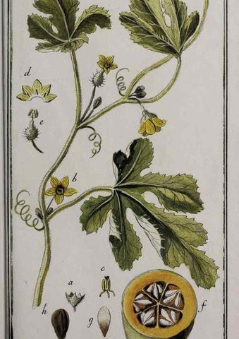 Reproducción/Reproduction 33304148248: Icones plantarum medicinalium.. Nürnberg :auf Kosten der Raspischen Buchhandlung,1779-1790. 