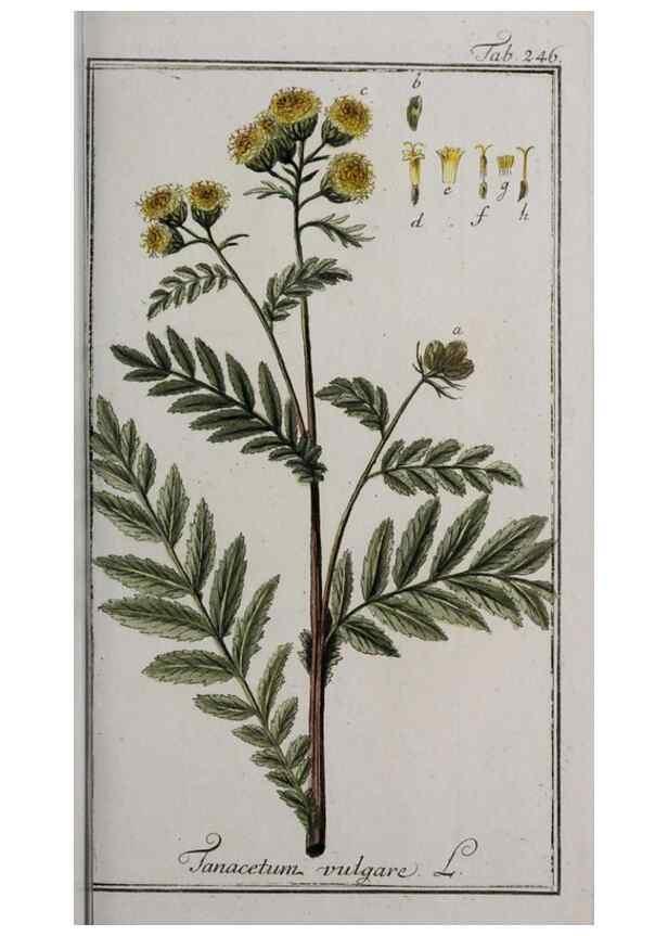 Reproducción/Reproduction 47127593402: Icones plantarum medicinalium.. Nürnberg :auf Kosten der Raspischen Buchhandlung,1779-1790. 