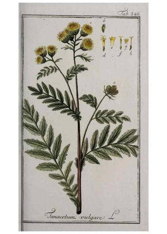 Reproducción/Reproduction 47127593402: Icones plantarum medicinalium.. Nürnberg :auf Kosten der Raspischen Buchhandlung,1779-1790. 