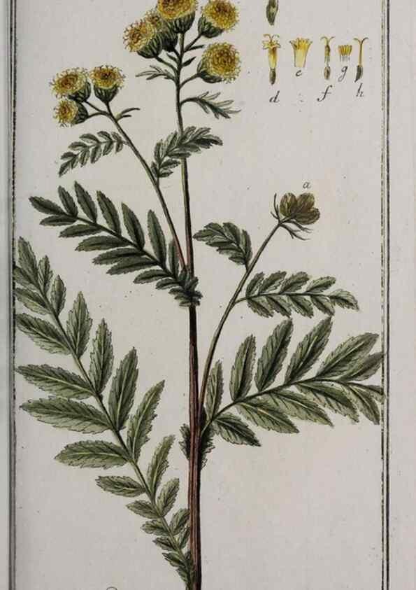 Reproducción/Reproduction 47127593402: Icones plantarum medicinalium.. Nürnberg :auf Kosten der Raspischen Buchhandlung,1779-1790. 