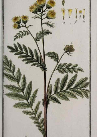 Reproducción/Reproduction 47127593402: Icones plantarum medicinalium.. Nürnberg :auf Kosten der Raspischen Buchhandlung,1779-1790. 