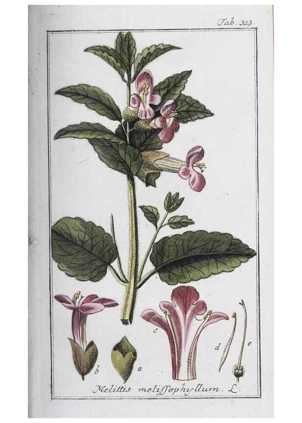 Reproducción/Reproduction 40214685743: Icones plantarum medicinalium.. Nürnberg :auf Kosten der Raspischen Buchhandlung,1779-1790. 