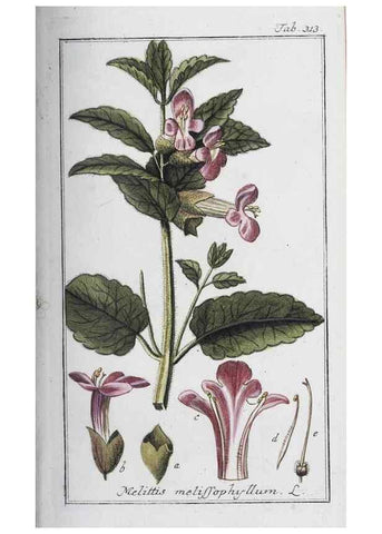 Reproducción/Reproduction 40214685743: Icones plantarum medicinalium.. Nürnberg :auf Kosten der Raspischen Buchhandlung,1779-1790. 