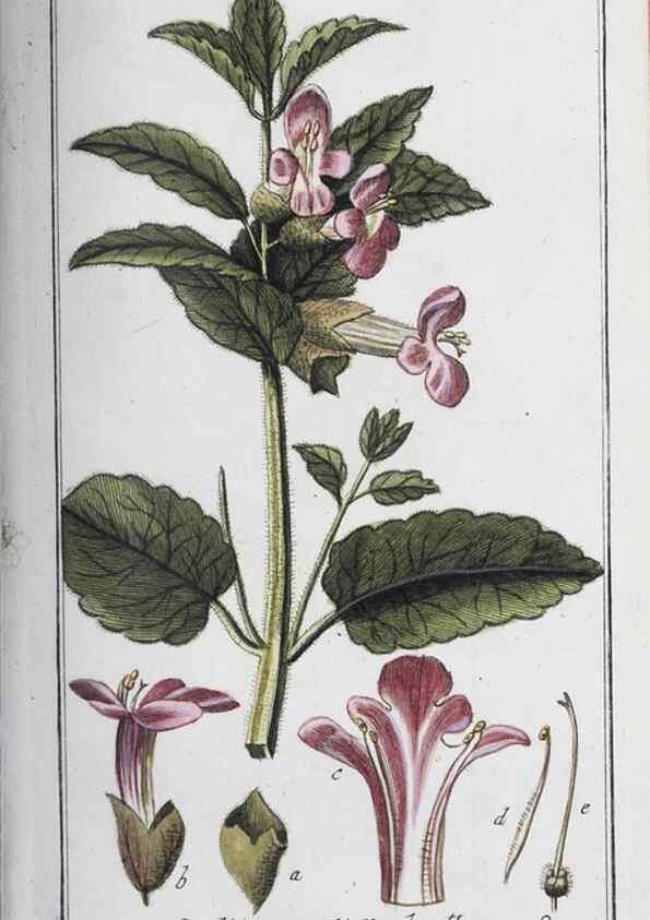 Reproducción/Reproduction 40214685743: Icones plantarum medicinalium.. Nürnberg :auf Kosten der Raspischen Buchhandlung,1779-1790. 