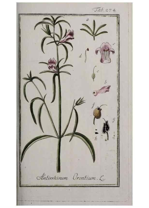 Reproducción/Reproduction 47179444551: Icones plantarum medicinalium.. Nürnberg :auf Kosten der Raspischen Buchhandlung,1779-1790. 