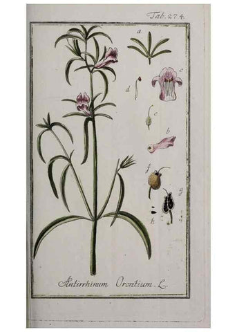 Reproducción/Reproduction 47179444551: Icones plantarum medicinalium.. Nürnberg :auf Kosten der Raspischen Buchhandlung,1779-1790. 