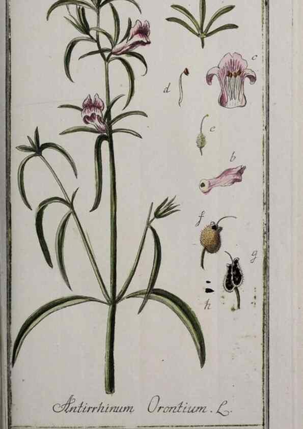 Reproducción/Reproduction 47179444551: Icones plantarum medicinalium.. Nürnberg :auf Kosten der Raspischen Buchhandlung,1779-1790. 