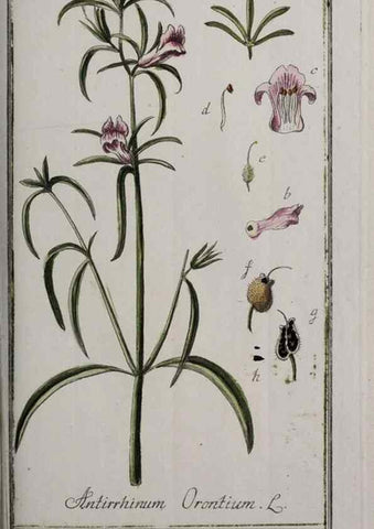 Reproducción/Reproduction 47179444551: Icones plantarum medicinalium.. Nürnberg :auf Kosten der Raspischen Buchhandlung,1779-1790. 