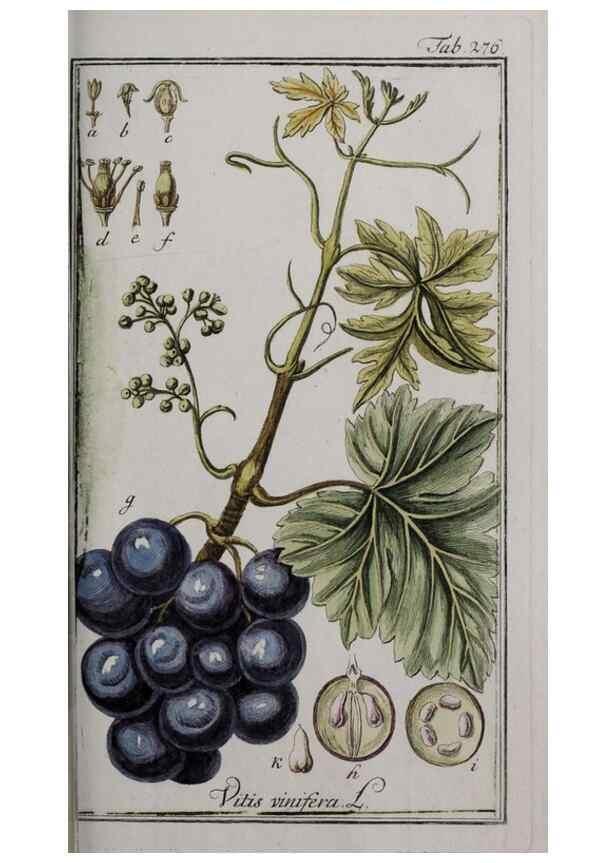 Reproducción/Reproduction 46455924004: Icones plantarum medicinalium.. Nürnberg :auf Kosten der Raspischen Buchhandlung,1779-1790. 