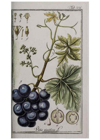 Reproducción/Reproduction 46455924004: Icones plantarum medicinalium.. Nürnberg :auf Kosten der Raspischen Buchhandlung,1779-1790. 