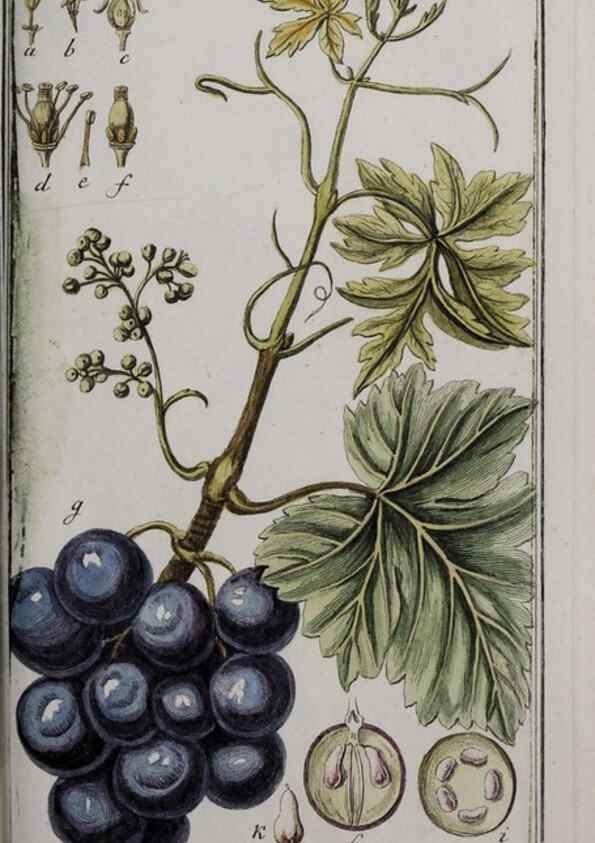 Reproducción/Reproduction 46455924004: Icones plantarum medicinalium.. Nürnberg :auf Kosten der Raspischen Buchhandlung,1779-1790. 