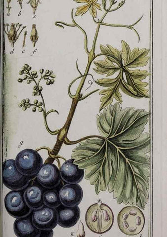 Reproducción/Reproduction 46455924004: Icones plantarum medicinalium.. Nürnberg :auf Kosten der Raspischen Buchhandlung,1779-1790. 