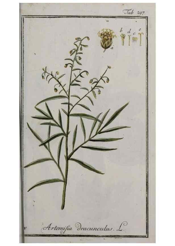 Reproducción/Reproduction 46455938284: Icones plantarum medicinalium.. Nürnberg :auf Kosten der Raspischen Buchhandlung,1779-1790. 