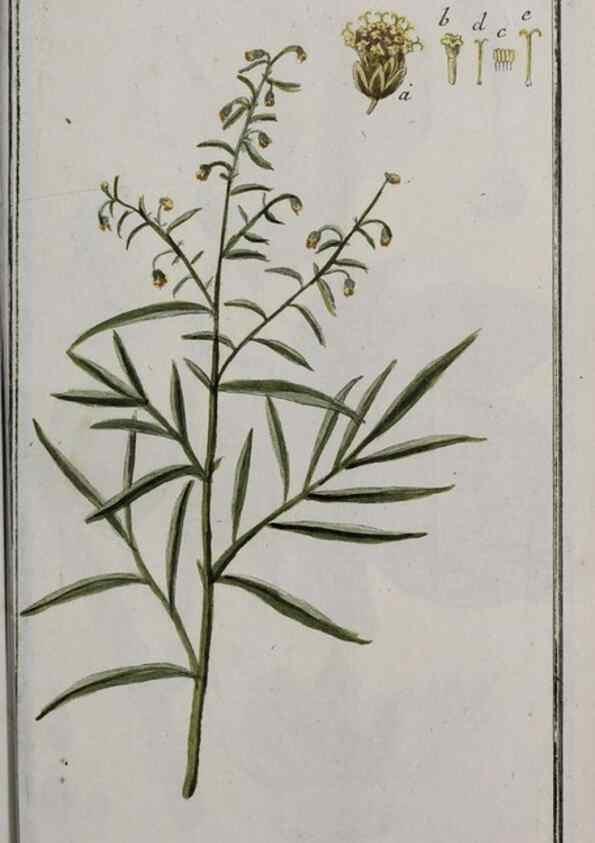 Reproducción/Reproduction 46455938284: Icones plantarum medicinalium.. Nürnberg :auf Kosten der Raspischen Buchhandlung,1779-1790. 