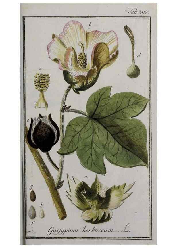 Reproducción/Reproduction 47127645912: Icones plantarum medicinalium.. Nürnberg :auf Kosten der Raspischen Buchhandlung,1779-1790. 