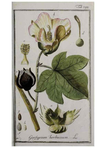 Reproducción/Reproduction 47127645912: Icones plantarum medicinalium.. Nürnberg :auf Kosten der Raspischen Buchhandlung,1779-1790. 