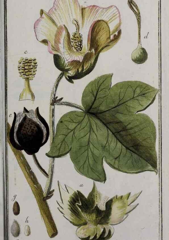 Reproducción/Reproduction 47127645912: Icones plantarum medicinalium.. Nürnberg :auf Kosten der Raspischen Buchhandlung,1779-1790. 