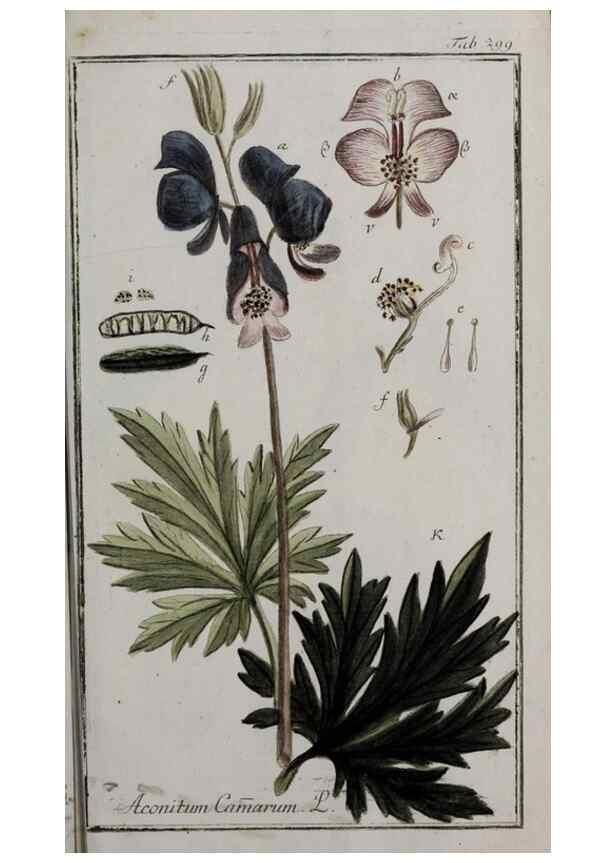 Reproducción/Reproduction 33304190448: Icones plantarum medicinalium.. Nürnberg :auf Kosten der Raspischen Buchhandlung,1779-1790. 
