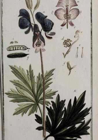 Reproducción/Reproduction 33304190448: Icones plantarum medicinalium.. Nürnberg :auf Kosten der Raspischen Buchhandlung,1779-1790. 