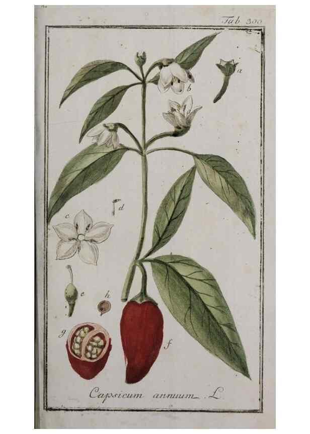 Reproducción/Reproduction 32237684677: Icones plantarum medicinalium.. Nürnberg :auf Kosten der Raspischen Buchhandlung,1779-1790. 