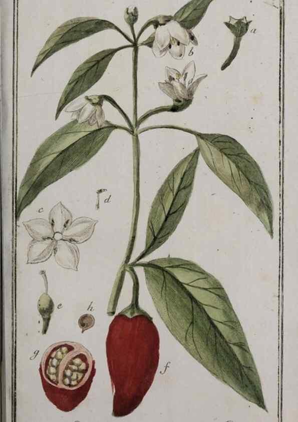 Reproducción/Reproduction 32237684677: Icones plantarum medicinalium.. Nürnberg :auf Kosten der Raspischen Buchhandlung,1779-1790. 
