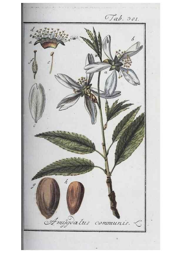 Reproducción/Reproduction 33304262318: Icones plantarum medicinalium.. Nürnberg :auf Kosten der Raspischen Buchhandlung,1779-1790. 