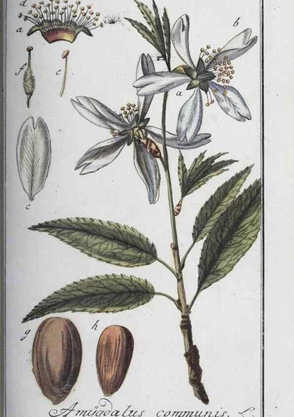 Reproducción/Reproduction 33304262318: Icones plantarum medicinalium.. Nürnberg :auf Kosten der Raspischen Buchhandlung,1779-1790. 