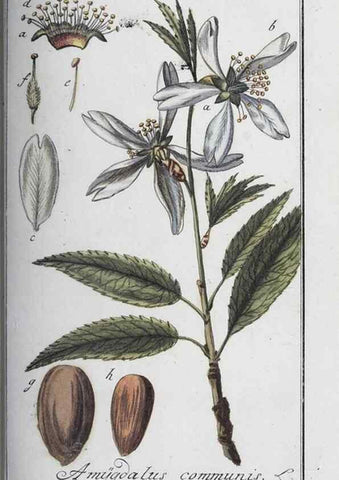 Reproducción/Reproduction 33304262318: Icones plantarum medicinalium.. Nürnberg :auf Kosten der Raspischen Buchhandlung,1779-1790. 