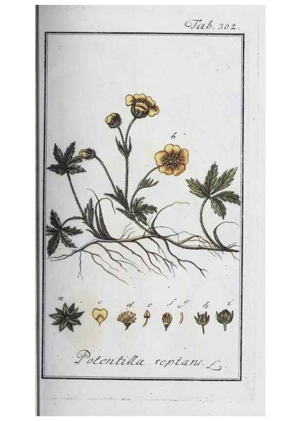 Reproducción/Reproduction 47127731052: Icones plantarum medicinalium.. Nürnberg :auf Kosten der Raspischen Buchhandlung,1779-1790. 
