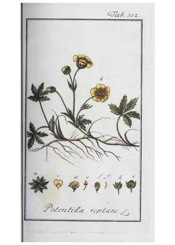 Reproducción/Reproduction 47127731052: Icones plantarum medicinalium.. Nürnberg :auf Kosten der Raspischen Buchhandlung,1779-1790. 
