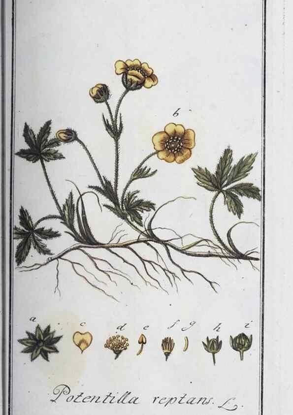 Reproducción/Reproduction 47127731052: Icones plantarum medicinalium.. Nürnberg :auf Kosten der Raspischen Buchhandlung,1779-1790. 